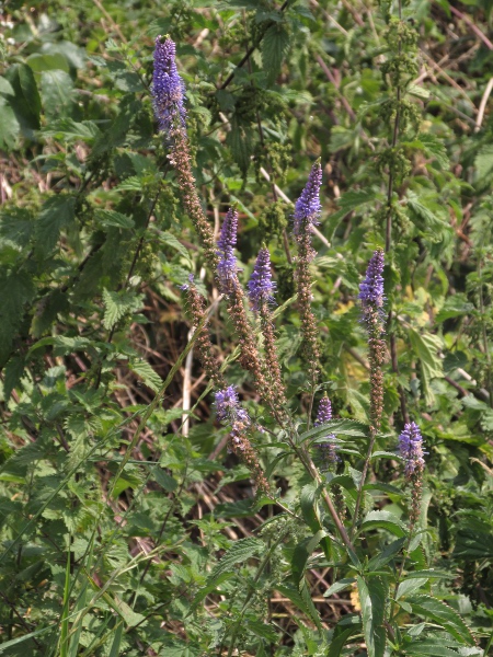 garden speedwell / Veronica longifolia: _Veronica longifolia_ has tall, dense spikes of blue flowers, like _Veronica spicata_.