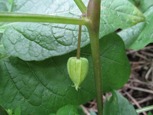 Chinese lantern / Alkekengi officinarum: The fruit consists of a red berry hidden inside a papery case.