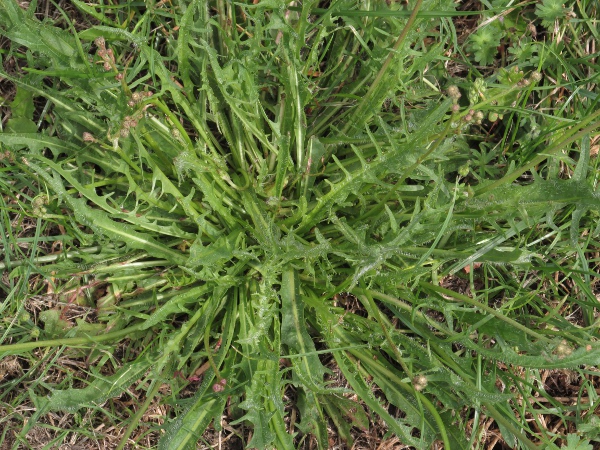 autumn hawkbit / Scorzoneroides autumnalis