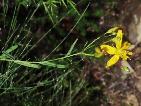 toadflax-leaved St. John’s wort / Hypericum linariifolium: _Hypericum linariifolium_ is a rare St.-John’s-wort found in open, acidic slopes in Devon, north-west Wales and one site in Cornwall; its leaves are narrower than any of our other St.-John’s-worts.