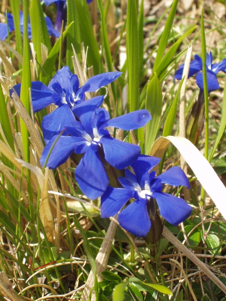 spring gentian / Gentiana verna: _Gentiana verna_ has a single flower on each leafy stem.