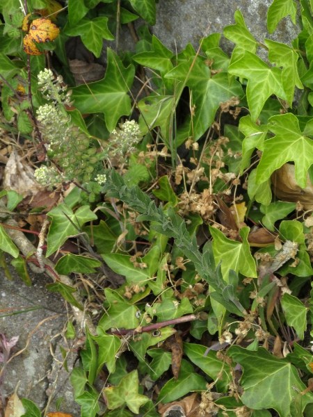 field pepperwort / Lepidium campestre: _Lepidium campestre_ is very similar to native _Lepidium heterophyllum_, grows in similar ruderal habitats, and may be non-native.