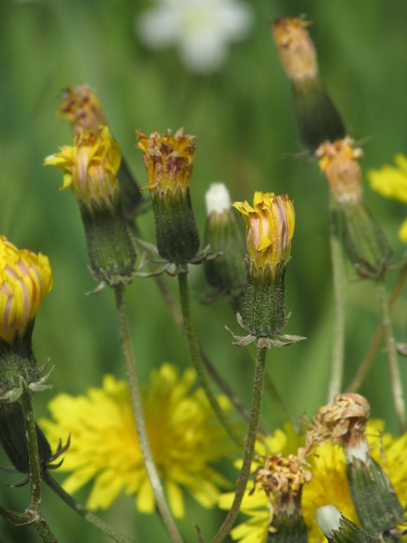 beaked hawk’s-beard / Crepis vesicaria: The stems of _Crepis vesicaria_ lack the bristles seen in _Crepis setosa_. The achenes are variable, but typically have a long beak.