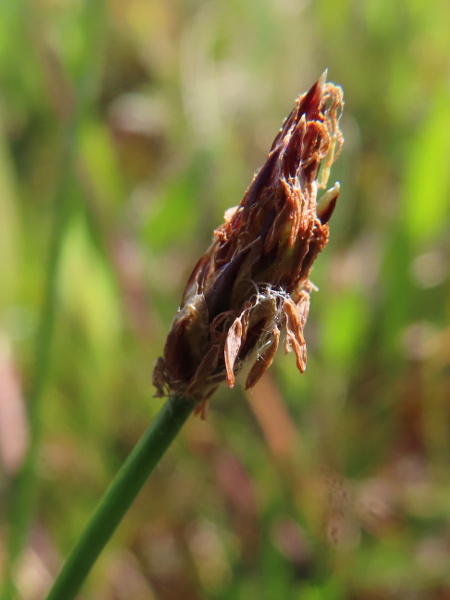 slender spike-rush / Eleocharis uniglumis: Like _Eleocharis multicaulis_, a single empty glume encloses the whole inflorescence in _Eleocharis uniglumis_; they differ in the angle made by the top of the leaf-sheath.