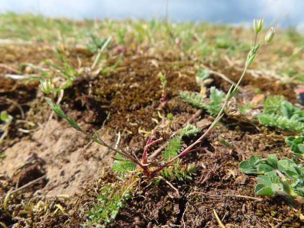 fine-leaved sandwort / Sabulina tenuifolia: _Sabulina tenuifolia_ is a diminutive annual plant, found mainly on Salisbury Plain and in Breckland.