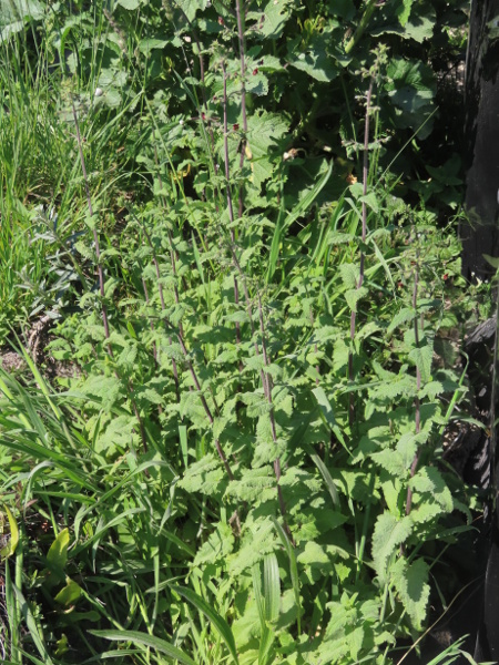 balm-leaved figwort / Scrophularia scorodonia