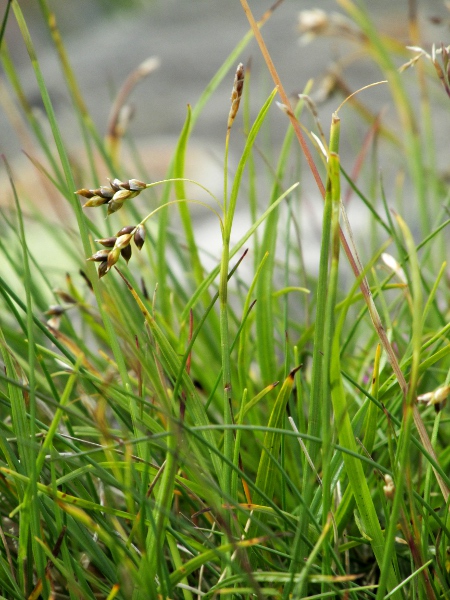 hair sedge / Carex capillaris: _Carex capillaris_ grows in upland calcareous grasslands in Scotland, northern England and two sites in Snowdonia (VC49); it has characteristically drooping female spikes.