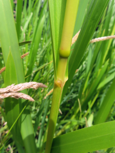 reed sweet-grass / Glyceria maxima: The stems of _Glyceria maxima_ can be much thicker than those of our other _Glyceria_ species and grow upright.