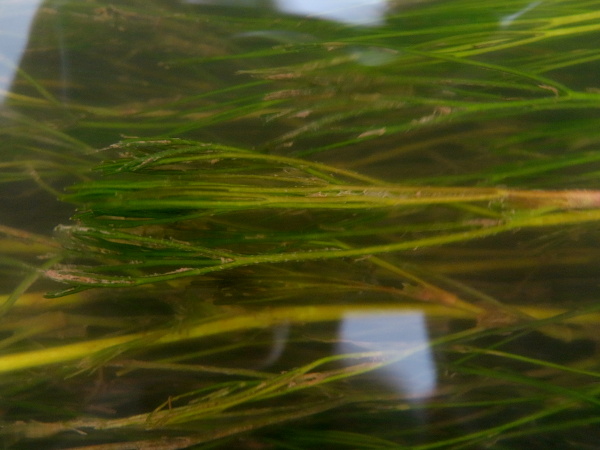 river water-crowfoot / Ranunculus fluitans