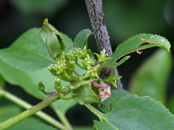 buckthorn / Rhamnus cathartica: Flowers