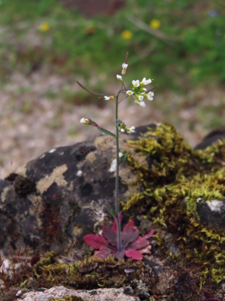 Thale cress / Arabidopsis thaliana