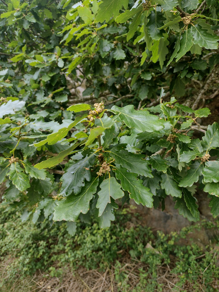 hybrid oak / Quercus × rosacea
