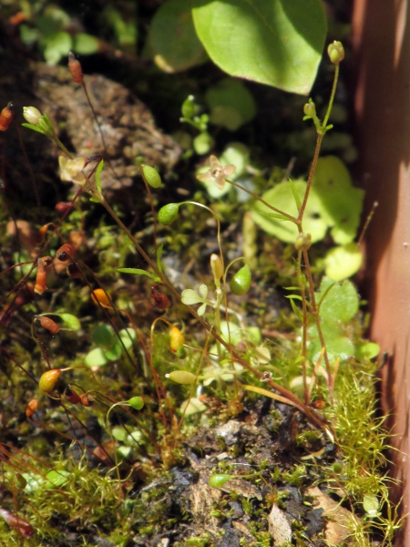 slender pearlwort / Sagina filicaulis: _Sagina filicaulis_ is very similar to _Sagina apetala_, but on at least some of its flowers, the sepals spread at right angles from the fruiting capsule.