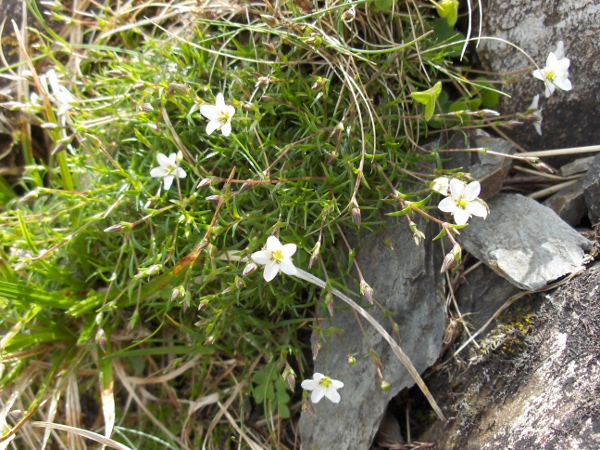 spring sandwort / Sabulina verna: _Sabulina verna_ is a chiefly Alpine species found in lime-rich uplands, particularly in northern England and North Wales.