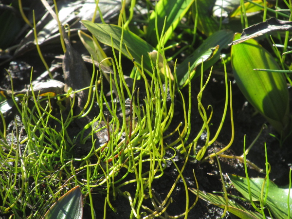 pillwort / Pilularia globulifera: _Pilularia globulifera_ is a peculiar fern found in some nutrient-poor bogs; its sterile leaves are thread-like (often characteristically curled at the tip), while the globose fertile leaves are hidden among the leaf-bases.