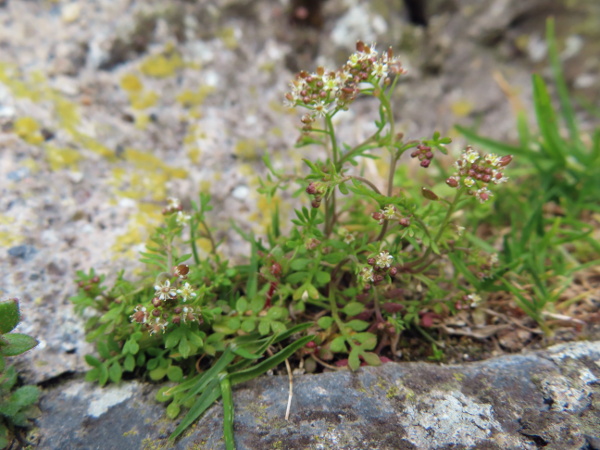 hutchinsia / Hornungia petraea: _Hornungia petraea_ is a small annual plant of sandy or rocky sites in South Wales, Wensleydale, and a few other, more restricted areas.