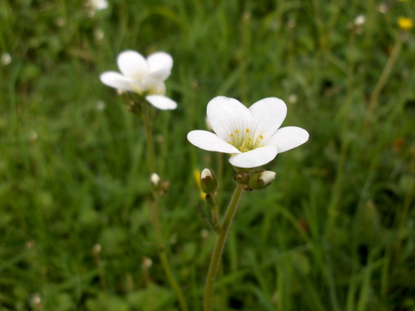 meadow saxifrage / Saxifraga granulata: Flowers