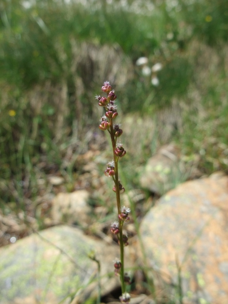 marsh arrowgrass / Triglochin palustris: _Triglochin palustris_ is found in base-rich bogs and fens throughout the British Isles.