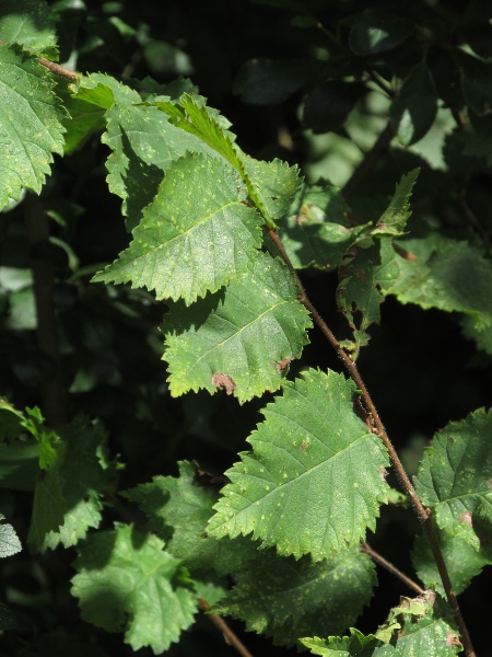 English elm / Ulmus procera: As a tree, _Ulmus procera_ was decimated by Dutch Elm Disease, but it still occurs widely as a component of hedgerows.