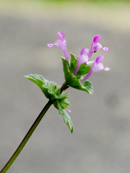 henbit dead-nettle / Lamium amplexicaule