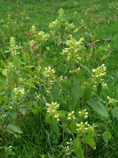 large-flowered hemp-nettle / Galeopsis speciosa: _Galeopsis speciosa_ is an introduced species that is now widespread in Scotland, Northern Ireland, North Wales and northern and central England, especially in potato fields.