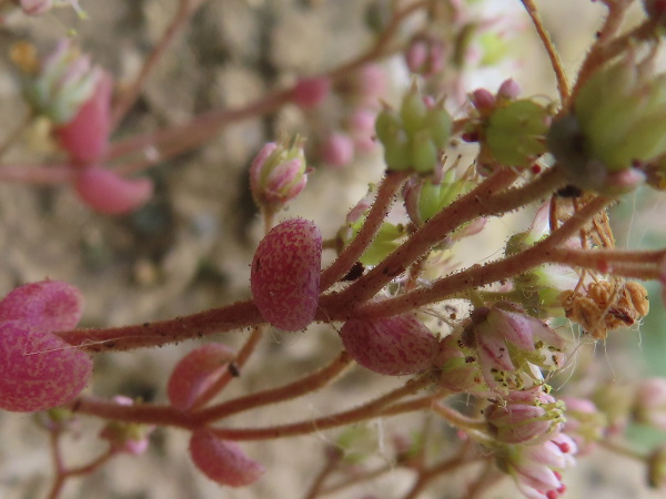 thick-leaved stonecrop / Sedum dasyphyllum: The leaves of _Sedum dasyphyllum_ are mostly opposite and very thick; they, the stems and the sepals are all covered in glandular hairs.