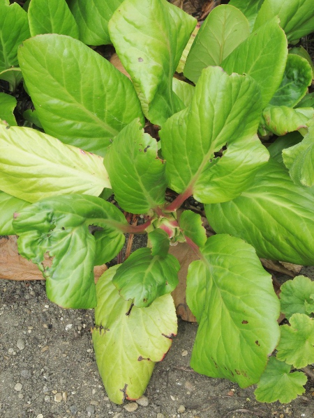 elephant-ears / Bergenia crassifolia: _Bergenia crassifolia_ has cuneate or barely cordate leaves, whereas those of _Bergenia cordifolia_ are clearly cordate.