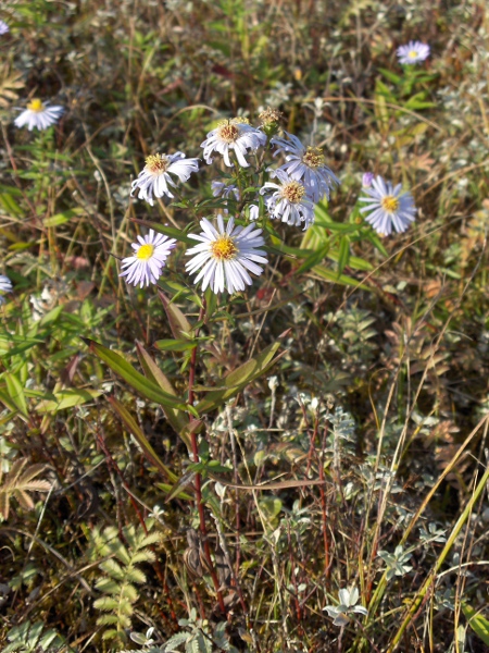 sea aster / Tripolium pannonicum: _Tripolium pannonicum_ is a common species of salt marshes; its succulent leaves distinguish it from related genera.