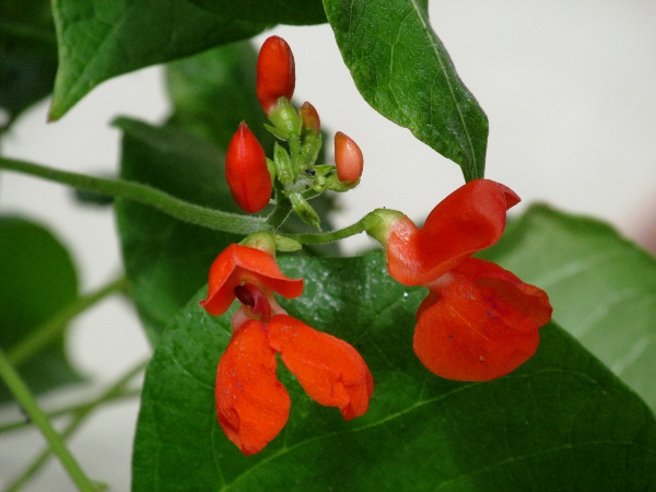 runner bean / Phaseolus coccineus: The red flowers of _Phaseolus coccineus_ usually distinguish it from the white- or pink-flowered _Phaseolus vulgaris_.
