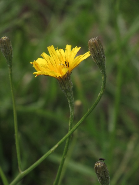 autumn hawkbit / Scorzoneroides autumnalis: _Scorzoneroides autumnalis_ differs from the otherwise similar _Leontodon saxatilis_ and _Leontodon hispidus_ in having branched stems.