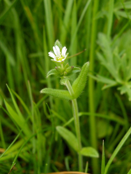 common mouse-ear / Cerastium fontanum: _Cerastium fontanum_ is a variable species, and its infraspecific taxonomy is rather confused. A less hairy form with narrower leaves and larger fruits may be recognised as _Cerastium fontanum_ subsp. _holosteoides_.