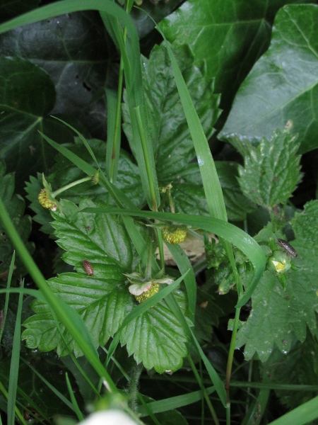 strawberry / Fragaria vesca: The leaves of _Fragaria vesca_ are shiny, and the terminal leaf-tooth is longer than its neighbours, in contrast to _Potentilla sterilis_.