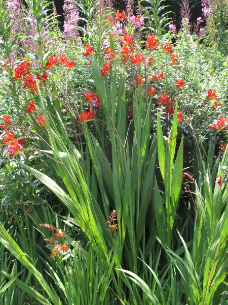 giant montbretia / Crocosmia masoniorum: _Crocosmia masoniorum_, like _Crocosmia paniculata_, has leaves which are not just ribbed, but pleated like a concertina.