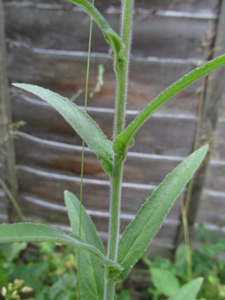 American willowherb / Epilobium ciliatum: _Epilobium ciliatum_ is a North Amerian willow-herb with abundant patent eglandular hairs on its stems.