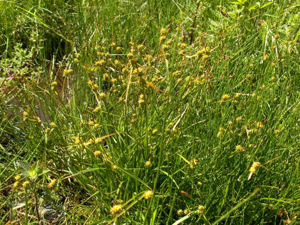 long-stalked yellow sedge / Carex lepidocarpa: At least the lowest utricles have their long beaks flexed backwards, like _Carex flava_; the other yellow sedges (_Carex viridula_ and _Carex demissa_) have utricle-beaks shorter than 1.5 mm.