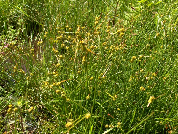 long-stalked yellow sedge / Carex lepidocarpa: At least the lowest utricles have their long beaks flexed backwards, like _Carex flava_; the other yellow sedges (_Carex viridula_ and _Carex demissa_) have utricle-beaks shorter than 1.5 mm. 