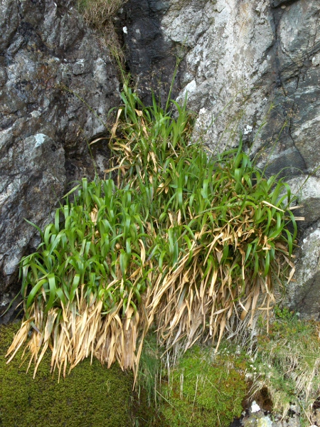 great wood-rush / Luzula sylvatica: Despite its name, _Luzula sylvatica_ is often found far from woodland; its wide leaves (> 8 mm) immediately separate it from our other _Luzula_ species.