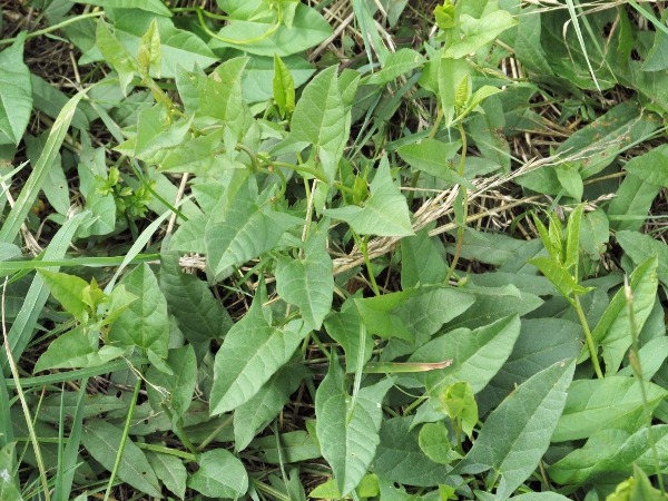 field bindweed / Convolvulus arvensis: Leaves
