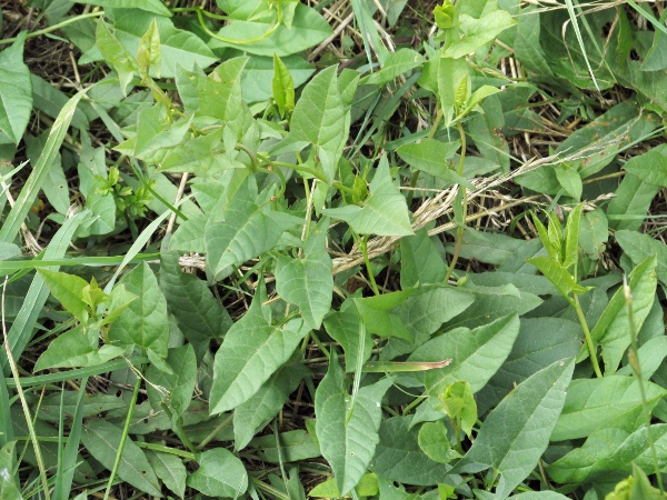 field bindweed / Convolvulus arvensis