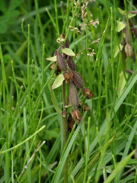 marsh helleborine / Epipactis palustris: In fruit