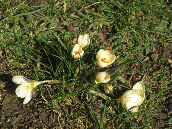 golden crocus / Crocus chrysanthus