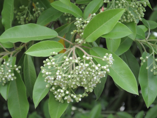 stranvaesia / Photinia davidiana: _Photinia davidiana_ has simple, entire, shiny leaves.