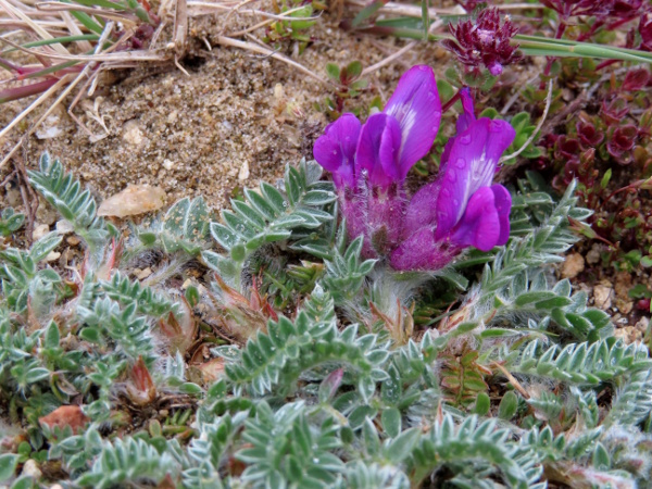 purple oxytropis / Oxytropis halleri: _Oxytropis halleri_ is a purple-flowering hairy legume found at a few coastal sites and a few high-mountain sites, all in Scotland.