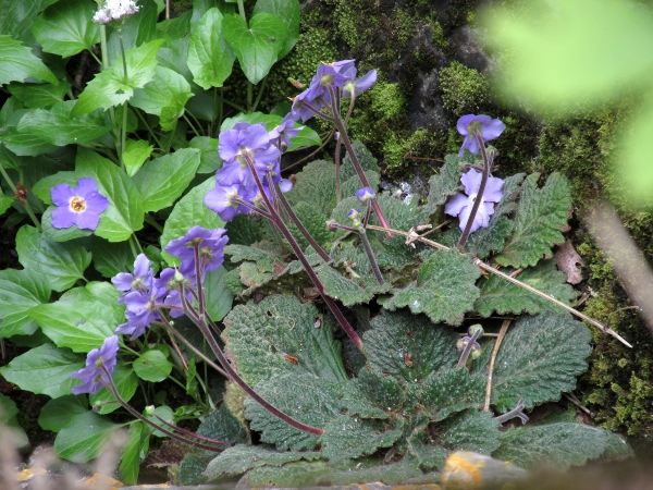 Pyrenean violet / Ramonda myconi: _Ramonda myconi_ is a Pyrenean endemic that has been growing in Snowdonia for decades, but rarely flowers there.