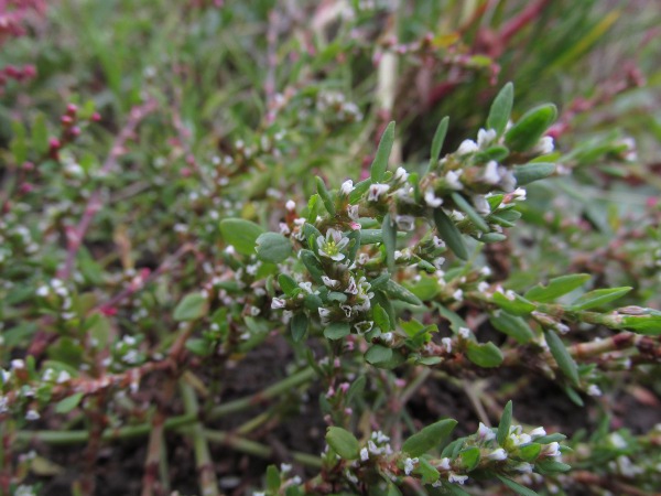 knotgrass / Polygonum aviculare: _Polygonum aviculare_ is an almost ubiquitous creeping plant of open or disturbed ground; it is replaced in Shetland by _Polygonum boreale_.