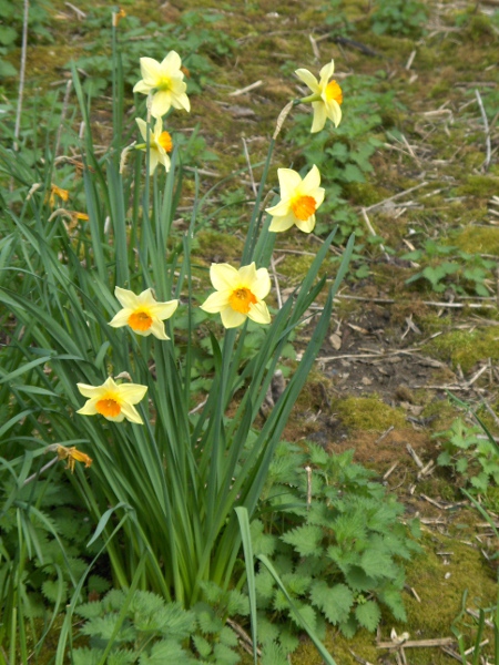 nonesuch daffodil / Narcissus × incomparabilis: _Narcissus_ × _incomparabilis_ is a garden hybrid between _Narcissus poeticus_ and _Narcissus hispanicus_.