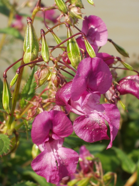 Indian balsam / Impatiens glandulifera