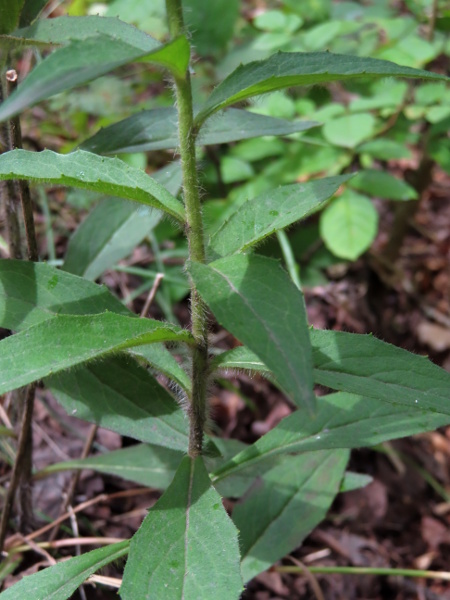 hawkweeds / Hieracium sect. Tridentata: In _Heracium_ sect. _Tridentata_, the stem-leaves are all narrowed to a non-clasping base; the lowest leaves may be shortly petiolate.