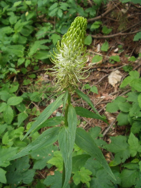 spiked rampion / Phyteuma spicatum: Native populations of _Phyteuma spicatum_ usually have pale yellow flowers; others may have bright blue flowers.