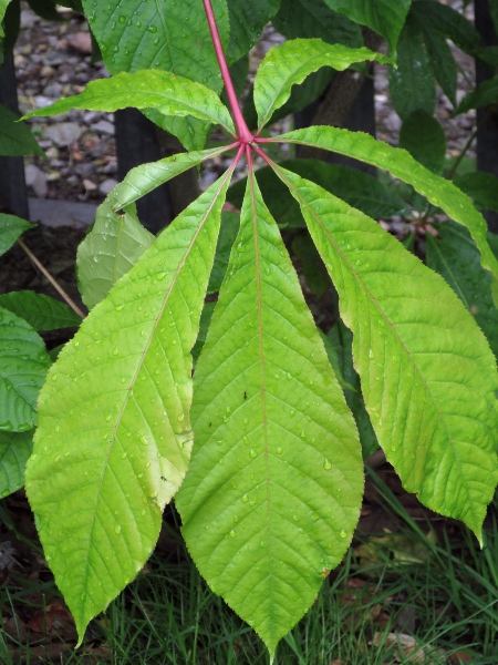 Indian horse-chestnut / Aesculus indica: The leaflets of _Aesculus indica_ have short petioles, which are not found in _Aesculus hippocastanum_.